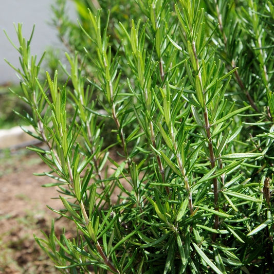 Rosemary